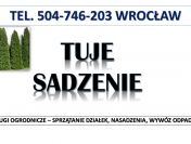 Tuje  sadzenie, cena,  tel. 504-746-203. Wrocław, Nasadzenie tui, pod żywopłot